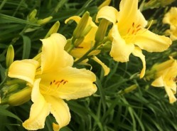 Liliowce