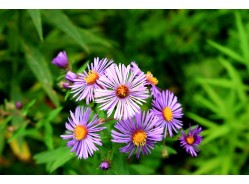 Aster