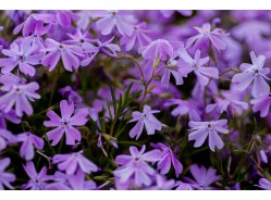 Hosta